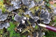 Peltigera sp. Dog Lichen. C Tickner 2022