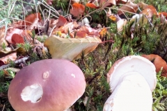 Sian Parry: Penny Bun boletes