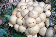 Stump Puffball, Lycoperdon pyriforme : Dave Mileham