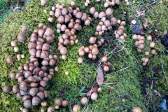Faerie's Bonnets/Fairy Inkcaps, Coprinellus disseminatus.  Dave Mileham