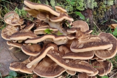Either Grifola frondosa and Meripilus giganteus ( on the basis of the thickness of the brackets): our Fungi Recorder suggests  the latter, Giant Polypore.  Photo L Downey