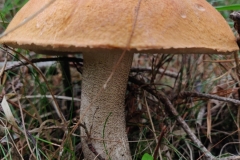 A Leccinum (with hairy squamules on the stem, which Penny Buns don\'t have). From the cap colours our Fungi Recorder suggests in the photo,  an Orange Birch Bolete, Leccinum versipelle. Photo L Downey.