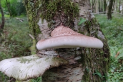 Fomitopsis betulina.  Birch Polypore.  Photo by L Downey