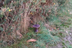 Jane Maurice found something of interest on North Hill and I checked it out with her and identified it as being the Violet Webcap, Cortinarius violaceus. Pictures taken by S. Parry and unedited (natural colours)