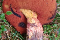 Scarletina Bolete, Boletus luridiformis var luridiformis (photo Exmoor Fungi) is a spectacular pored fungus which blues dramatically upon cutting. This was demonstrated at the ENHS Fungus Foray 2023.