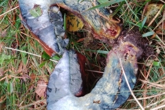 see above  Scarletina Bolete, Boletus luridiformis var luridiformis (photo Exmoor Fungi) is a spectacular pored fungus which blues dramatically upon cutting. This was demonstrated at the ENHS Fungus Foray 2023.