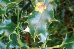Leafmine of the Agromyzid fly, Phytomyza ilicis, the Holly-leaf Miner (upon Ilex aquifolium) with kind permission from S.Parry