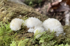 Powderpuff Bracket, Postia ptychoaster my M Slater