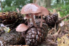 Mycena seynii upon pine cone, found at Luckbarrow. Photo: M. Slater. ID: S.Parry