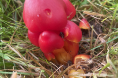 Waxcaps by M. Slater