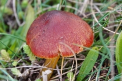 Blackening wax cap: Ian Hart