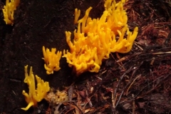 Yellow Staghorn: Calocera viscosa.   Photo by Ian Hart, verified by Sian Parry