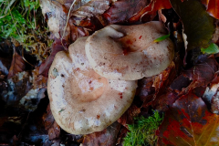 Lactarius blennius - Beech Milkcap by A. Stevenson at -Chetsford