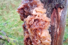 Leafy Brain, Phaeotremella-foliacea: David Mileham