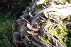 Turkey tail :Trametes versicolor@lan Hart