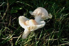 Meadow Waxcap: Cuphophyllus-pratensis: Ian Hart