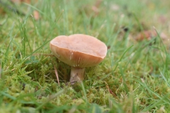 Mild-Milkcap by A Stevenson