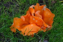 Orangepeel: Aleuria-aurantia@lan Hart