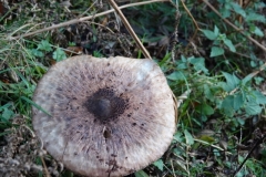 Parasol-mushroom@lan Hart