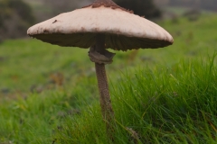 Parasol by A Stevenson