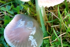 Parrot Wax Cap, Gliophorus psittasinus: Dave Mileham
