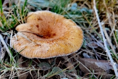 Paxillis involutus  (Brown Rollrim) by Alistair Steveson