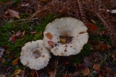 Peppery-Milkcap by A Stevenson