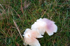 Pink wax cap, Porpolomopsis calyptriformis: Dave Mileham