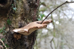 Piptoporus betulinus Birch Polypore, or Razorstrop Fungus. Photo by Ian Hart, verified by Sian Parry