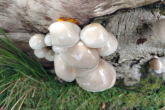 Porcelain Fungus, Mucidula mucida by A. StevensonChetsford