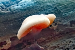 Rhodotus palmatus (Wrinkled-Peach) by Alistair Stevenson