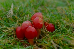 Scarlet-Waxcap by A Stevenson