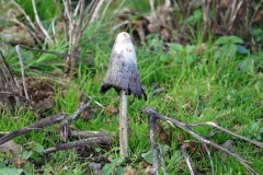 Shaggy-inkcap: Coprinus comatus@lan Hart