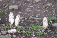 Shaggy-inkcap: Coprinus comatus@lan Hart