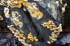 Stereum hirsutum:  Hairy Bracket. Photo by Ian Hart, verified by Sian Parry