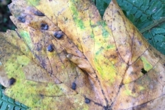 Sycamore tarspot:Rhytisma acerinum: C. Tickner