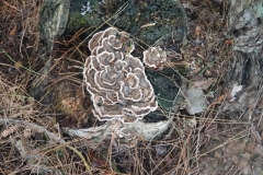 Turkey tail :Trametes versicolor@lan Hart