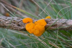 Yellow-Brain by A Stevenson