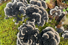 Turkey Tails, Trametes vesicular by M Slater