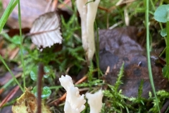 Clavulina rugosa, Wrinkled Club. Photo from Dr D Adams on ENHS Fungus Foary and identification  by S. Parry.