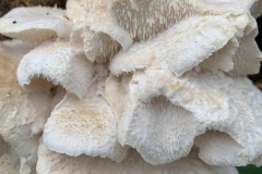 A picture by Melanie D. Smith of the rare tooth fungus, Hericium cirrhatum (Tiered Tooth