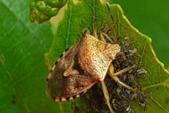 Insects, Spiders and Beetles