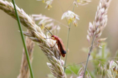 Insects, Spiders and Beetles