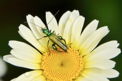 Ian Hart: Thick-legged Flower beetle [ Oedemera nobilis ]