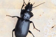 Ian Hart: Ground beetle [ Abax parallelepipedus ]