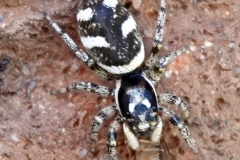Ian Hart:  Zebra spider [ Salticus scenicus ]