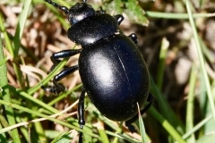 Bloody nosed beetle  photographed on North Hill: Ian Hart