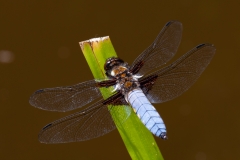 Broad bodied chaser, Male by Stewart Lane
