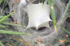 Sian Parry:  Labyrinth spider web