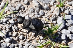 Devils coach horse beetle North Hill:Ian Hart